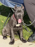 Pink, a female Cane Corso for sale in Ontario, CA – Photo 1 of 7
