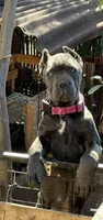 Purple , a female Cane Corso for sale in Ontario, CA – Photo 1 of 6