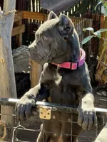 Purple , a female Cane Corso for sale in Ontario, CA – Photo 5 of 6