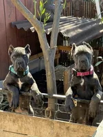 Purple , a female Cane Corso for sale in Ontario, CA – Photo 6 of 6