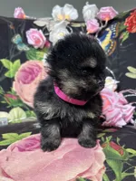 Angela , a female Pomeranian for sale in Grayslake, IL – 2 of 5