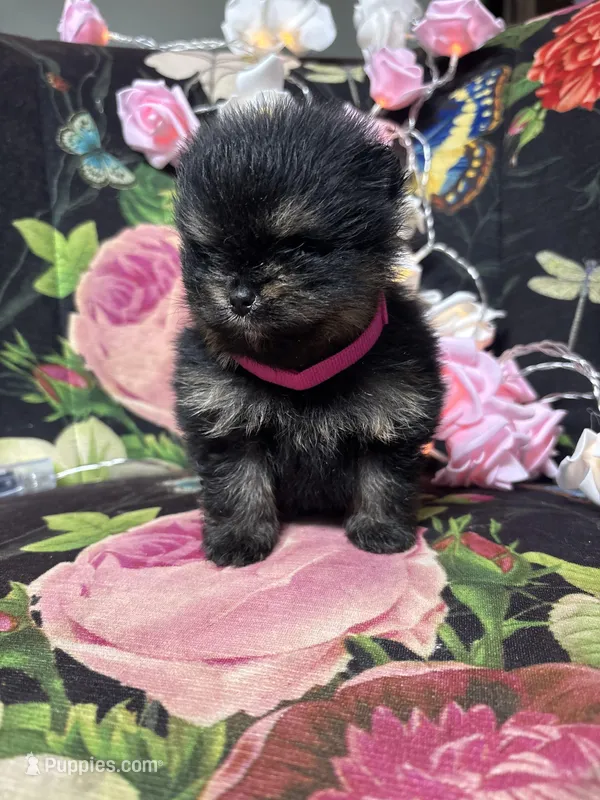 Angela  – Pomeranian puppy for sale in Grayslake, IL