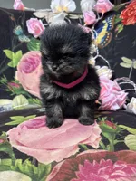Angela , a female Pomeranian for sale in Grayslake, IL – 1 of 5