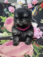 Angela , a female Pomeranian for sale in Grayslake, IL – 3 of 5
