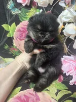 Angela , a female Pomeranian for sale in Grayslake, IL – 4 of 5