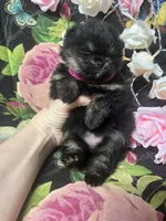 Angela , a female Pomeranian for sale in Grayslake, IL – 5 of 5