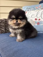 Murphy , a male Pomeranian for sale in Grayslake, IL – 3 of 3