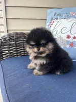 Lucinda , a female Pomeranian for sale in Grayslake, IL – 3 of 7