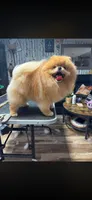 Charlie , a male Pomeranian for sale in Grayslake, IL – 7 of 7