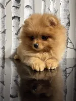 Carmel , a female Pomeranian for sale in Grayslake, IL – 4 of 6