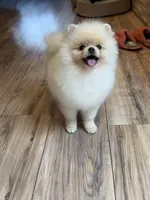 Gucio, a male Pomeranian for sale in Grayslake, IL – 1 of 8