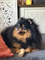 Charlie , a male Pomeranian for sale in Grayslake, IL – 5 of 7