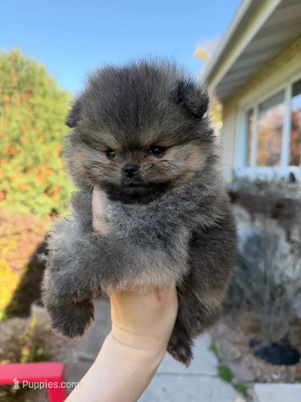 Charlie  – Pomeranian puppy for sale in Grayslake, IL