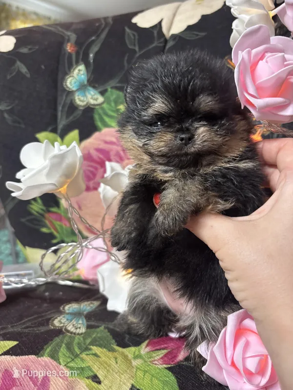 Mocha  – Pomeranian puppy for sale in Grayslake, IL
