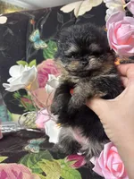 Mocha , a female Pomeranian for sale in Grayslake, IL – 1 of 4