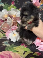 Mocha , a female Pomeranian for sale in Grayslake, IL – 3 of 4