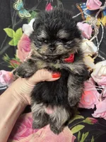 Mocha , a female Pomeranian for sale in Grayslake, IL – 4 of 4