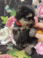 Mocha , a female Pomeranian for sale in Grayslake, IL – 2 of 4
