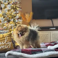 Pablo, a male Pomeranian and Pomsky for sale in Grayslake, IL – 1 of 9