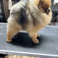 Pablo, a male Pomeranian and Pomsky for sale in Grayslake, IL – 6 of 9