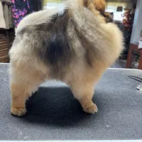 Pablo, a male Pomeranian and Pomsky for sale in Grayslake, IL – 4 of 9