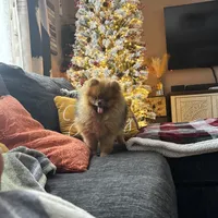 Pablo, a male Pomeranian and Pomsky for sale in Grayslake, IL – 3 of 9