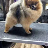 Pablo, a male Pomeranian and Pomsky for sale in Grayslake, IL – 7 of 9