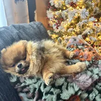 Pablo, a male Pomeranian and Pomsky for sale in Grayslake, IL – 5 of 9