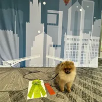Pablo, a male Pomeranian and Pomsky for sale in Grayslake, IL – 9 of 9