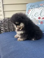 Lucinda , a female Pomeranian for sale in Grayslake, IL – 4 of 7