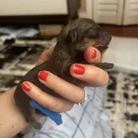 Philip, a male Dachshund and Pomeranian for sale in Grayslake, IL – 3 of 7