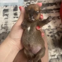 Philip, a male Dachshund and Pomeranian for sale in Grayslake, IL – 5 of 7