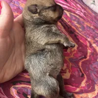 Philip, a male Dachshund and Pomeranian for sale in Grayslake, IL – 7 of 7