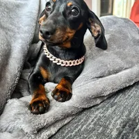 Philip, a male Dachshund and Pomeranian for sale in Grayslake, IL – 4 of 7