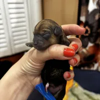 Philip, a male Dachshund and Pomeranian for sale in Grayslake, IL – 2 of 7