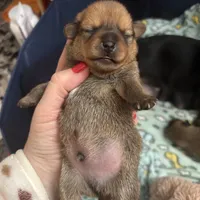 Philip, a male Dachshund and Pomeranian for sale in Grayslake, IL – 6 of 7