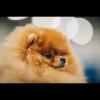Philip, a male Dachshund and Pomeranian for sale in Grayslake, IL – 1 of 7