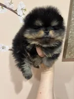 Lucinda , a female Pomeranian for sale in Grayslake, IL – 2 of 7