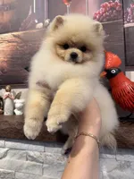 Gucio, a male Pomeranian for sale in Grayslake, IL – 3 of 8