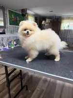 Gucio, a male Pomeranian for sale in Grayslake, IL – 5 of 8