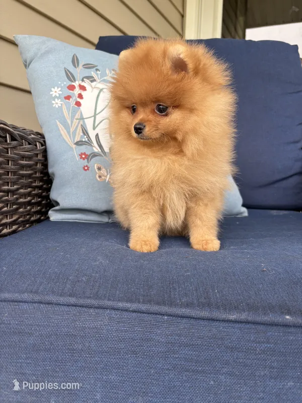 Carmel  – Pomeranian puppy for sale in Grayslake, IL