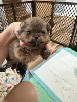 Charlie , a male Pomeranian for sale in Grayslake, IL – 3 of 7