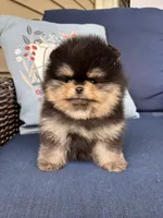 Murphy , a male Pomeranian for sale in Grayslake, IL – 2 of 3
