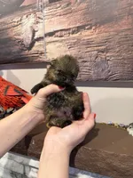 Charlie , a male Pomeranian for sale in Grayslake, IL – 4 of 7