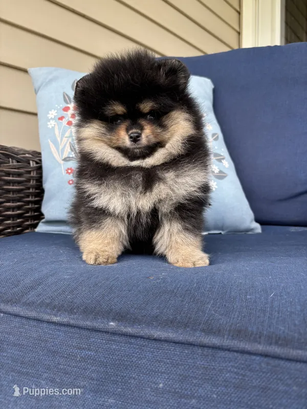 Coffee – Pomeranian puppy for sale in Grayslake, IL