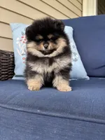 Coffee, a female Pomeranian for sale in Grayslake, IL – 1 of 3