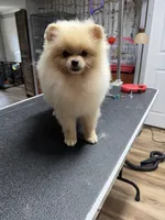 Gucio, a male Pomeranian for sale in Grayslake, IL – 6 of 8
