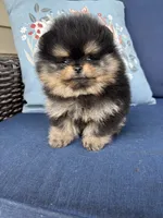 Lucinda , a female Pomeranian for sale in Grayslake, IL – 6 of 7
