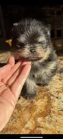 Murphy , a male Pomeranian for sale in Grayslake, IL – 3 of 3