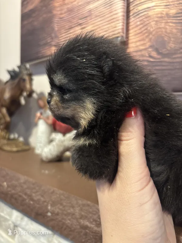 Murphy  – Pomeranian puppy for sale in Grayslake, IL